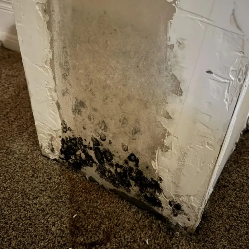 Professional Mold Removal in Patterson, LA